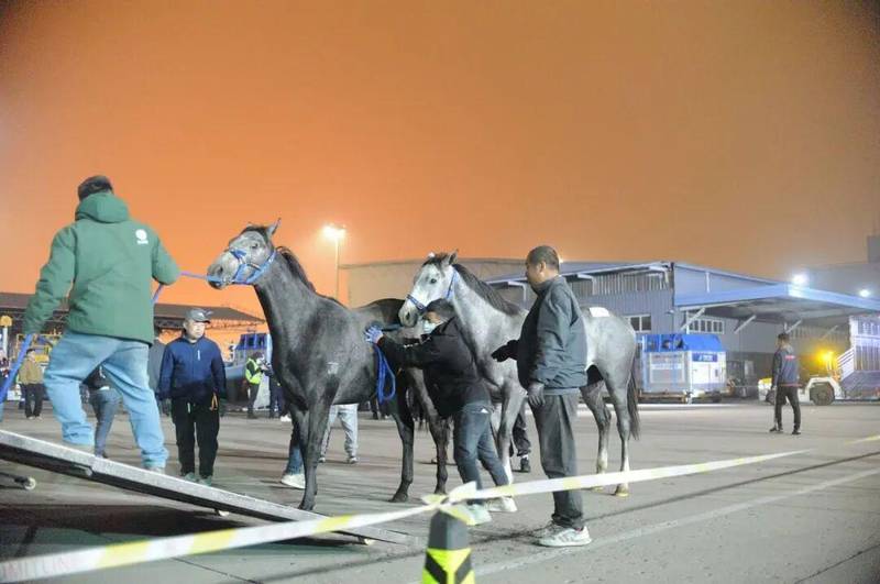  【技术突破】南航折叠马厩首秀：70匹进口赛马如何实现11小时跨国直航 新闻 【技术突破】南航折叠马厩首秀：70匹进口赛马如何实现11小时跨国直航 新闻