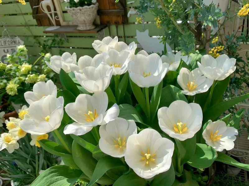  【深度拆解】十二生肖四月贵人磁场：三大属相的吸引力法则与能量叠加 情感心理