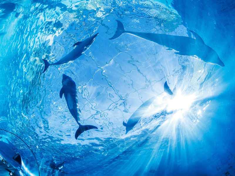  【深度拆解】十二生肖四月贵人磁场：三大属相的吸引力法则与能量叠加 情感心理