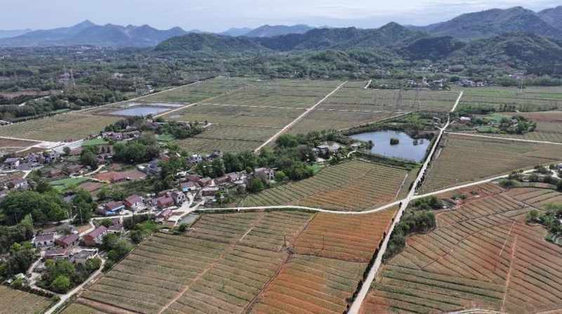  那片开满花的土地，曾让整个村庄揪心——铜陵凤丹“复活”记 文化旅游 那片开满花的土地，曾让整个村庄揪心——铜陵凤丹“复活”记 文化旅游