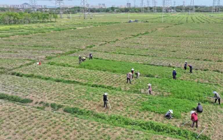  那片开满花的土地，曾让整个村庄揪心——铜陵凤丹“复活”记 文化旅游 那片开满花的土地，曾让整个村庄揪心——铜陵凤丹“复活”记 文化旅游